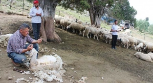 Kötekli Yörüklerinin koyun kırkması şölenle başladı