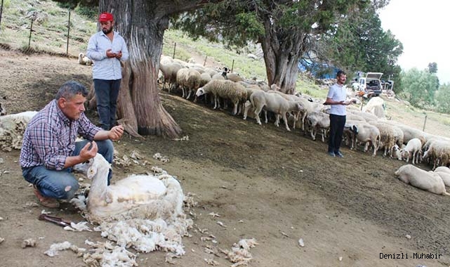 Kötekli Yörüklerinin koyun kırkması şölenle başladı