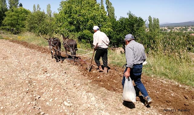 Tohumu atadan, ekimi ananevi