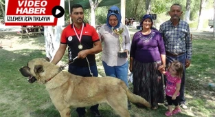8 asırlık etkinliğin ilk gününde çoban köpekleri boy gösterdi