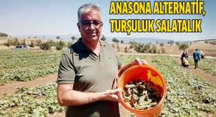 Anasona alternatif, turşuluk salatalık