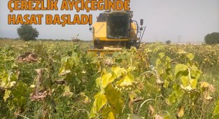 Çerezlik ayçiçeğinde hasat başladı