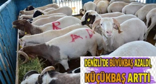 Denizli’de büyükbaş azaldı, küçükbaş arttı