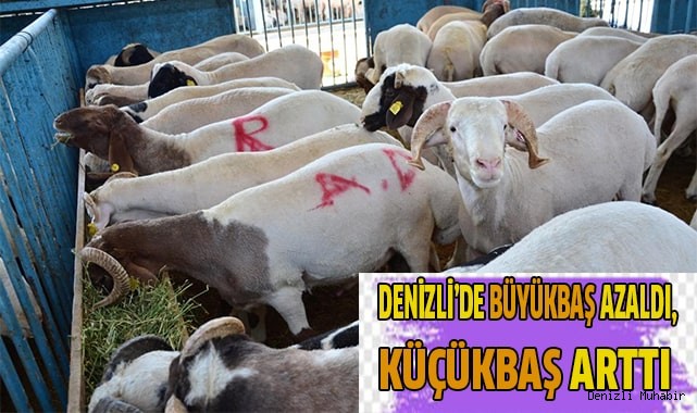 Denizli’de büyükbaş azaldı, küçükbaş arttı
