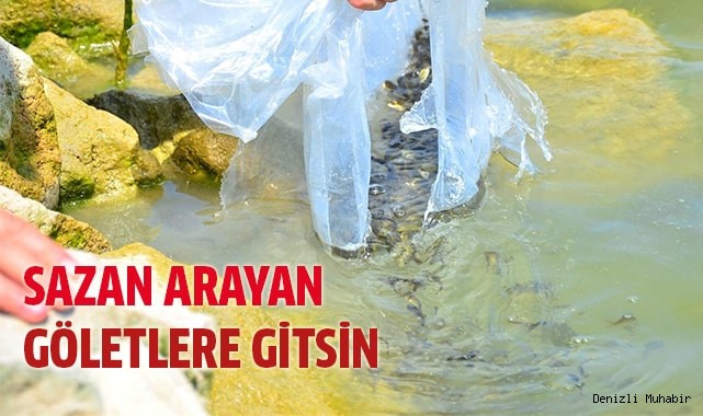 Denizli'de göllere 210 bin adet yavru sazan bırakıldı