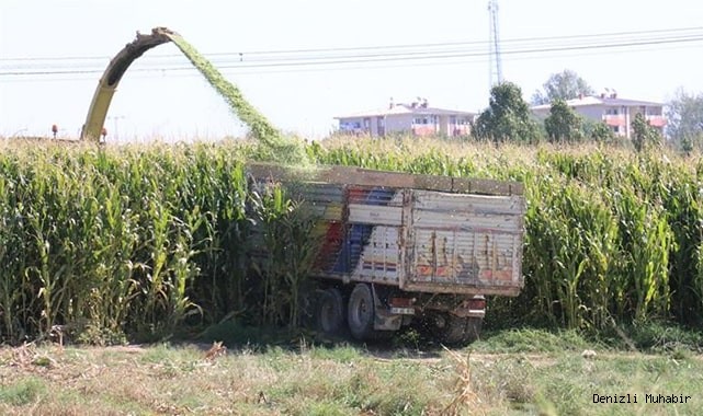 Denizli, silajlık mısır üretiminde ilk 10’da