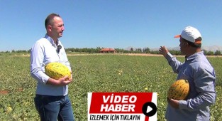 Tavas kavununda hasat zamanı geldi