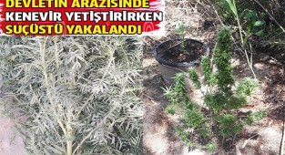 Kamu arazisinde kenevir yetiştirirken suçüstü yakalandı