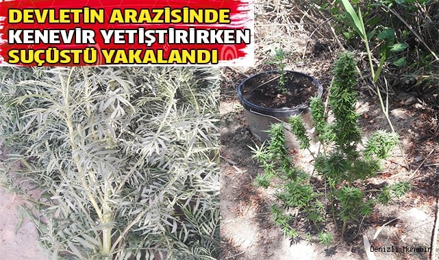 Kamu arazisinde kenevir yetiştirirken suçüstü yakalandı