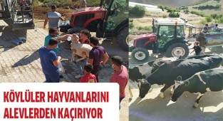 Köylüler hayvanlarını alevlerden kaçırıyor