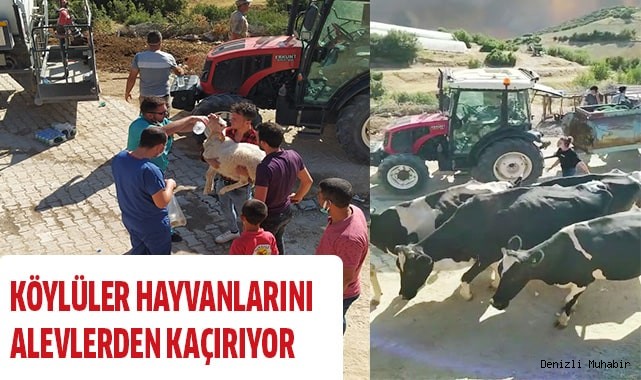 Köylüler hayvanlarını alevlerden kaçırıyor