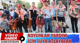 Koyunlar, çoban köpekleri eşliğinde kentin göbeğinde yürüdü