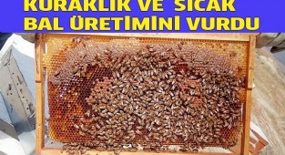 Kuraklık ve aşırı sıcak bal üretimini vurdu