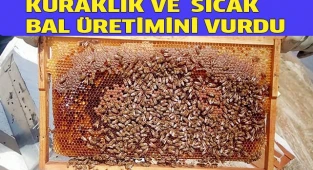 Kuraklık ve aşırı sıcak bal üretimini vurdu