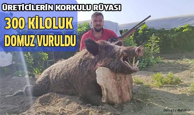 Mısır üreticisi Kocabaş canavarından kurtuldu