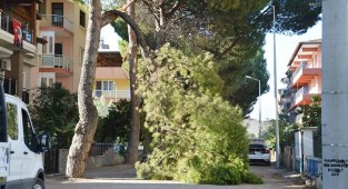 Yaşlı çam ağacı sokağa devrildi