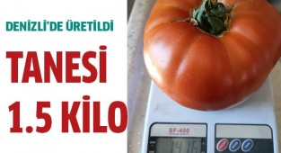 1 tanesi 1.5 kilo