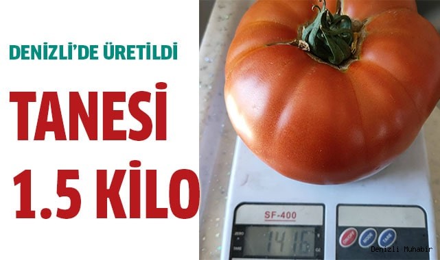1 tanesi 1.5 kilo