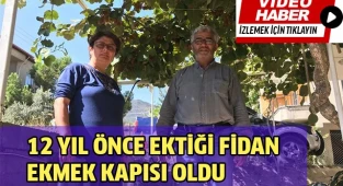 12 yıl önce ektiği fidan ekmek kapısı oldu