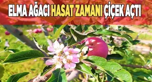 Aylar sonra gelen yağışla şaşıran elma ağacı hasat zamanı çiçek açtı