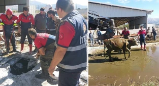 Besihaneden kaçan düve kuyuya düştü