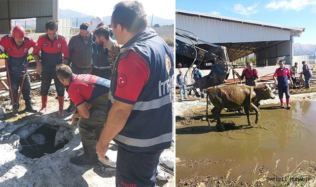 Besihaneden kaçan düve kuyuya düştü