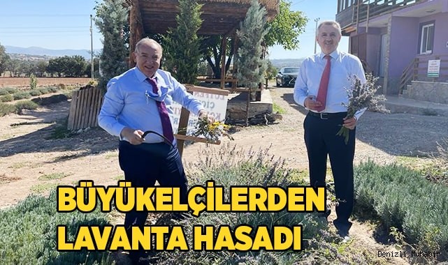 Büyükelçilerden lavanta hasadı