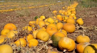Denizli’de çerezlik kabak çekirdeği hasadı başladı
