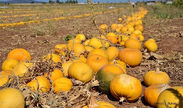Denizli’de çerezlik kabak çekirdeği hasadı başladı