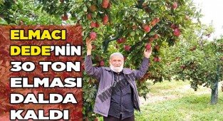 Elmacı Dede’nin 30 ton elması dalda kaldı