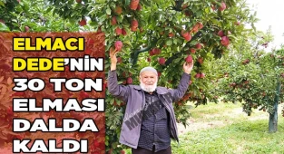 Elmacı Dede’nin 30 ton elması dalda kaldı