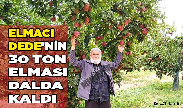 Elmacı Dede’nin 30 ton elması dalda kaldı