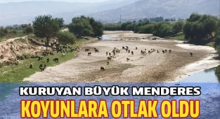 Kuruyan Büyük Menderes koyunlara otlak oldu
