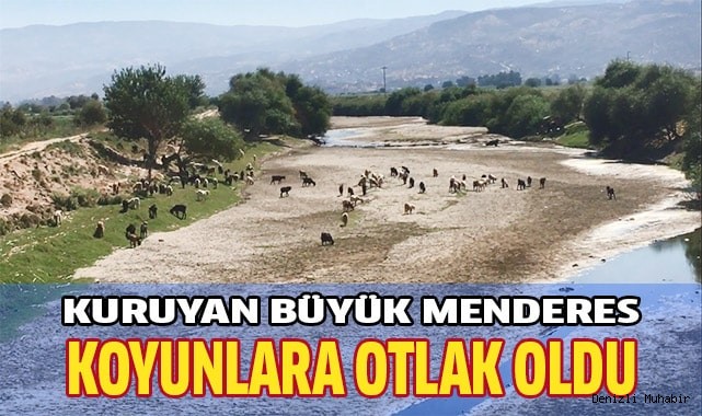 Kuruyan Büyük Menderes koyunlara otlak oldu