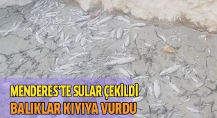 Menderes'te sular çekildi, binlerce balık telef oldu