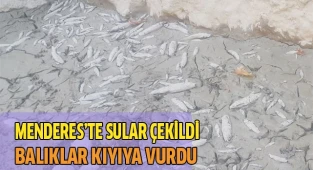 Menderes'te sular çekildi, binlerce balık telef oldu