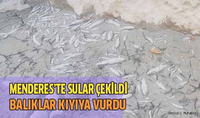 Menderes'te sular çekildi, binlerce balık telef oldu