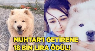 Muhtar'ı çalandan davacı olmayacak