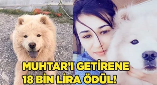 Muhtar'ı çalandan davacı olmayacak