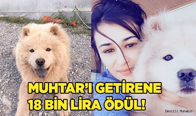 Muhtar'ı çalandan davacı olmayacak