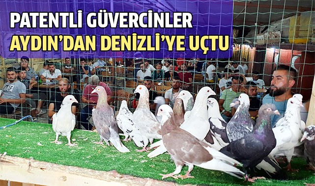 Patentli güvercinler Aydın'dan Denizli'ye uçtu