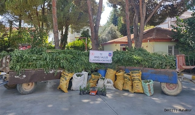 Sarayköy'de 45 kilo esrar, 513 kök kenevir ele geçirildi