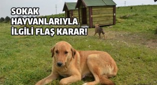 Sokak hayvanlarıyla ilgili flaş karar!