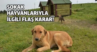 Sokak hayvanlarıyla ilgili flaş karar!