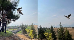 Yavru leyleklere Büyükşehir sahip çıktı