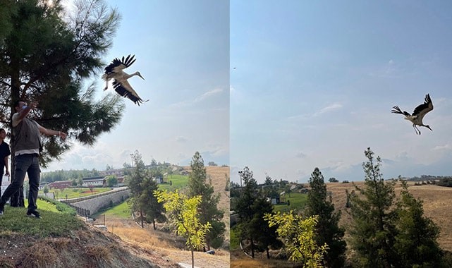 Yavru leyleklere Büyükşehir sahip çıktı