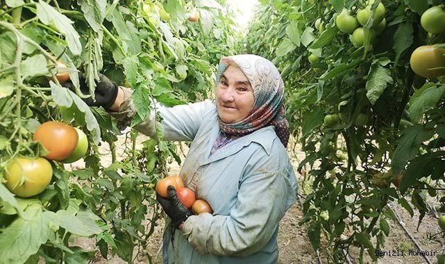 1.6 kiloluk domatesler görenleri şaşırttı