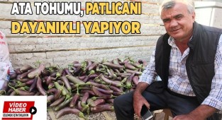 Ata tohumundan yetiştirilen bu patlıcanların raf ömrü uzun oluyor