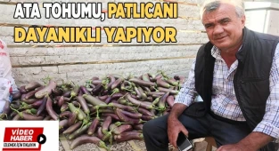 Ata tohumundan yetiştirilen bu patlıcanların raf ömrü uzun oluyor