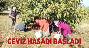 Ceviz hasatı başladı
